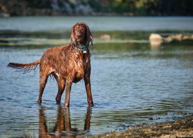 İngiliz bir İspanyol 'un portresi.