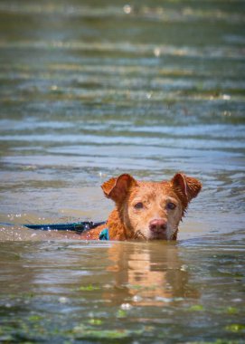 kahverengi köpek bir gölde Yüzme