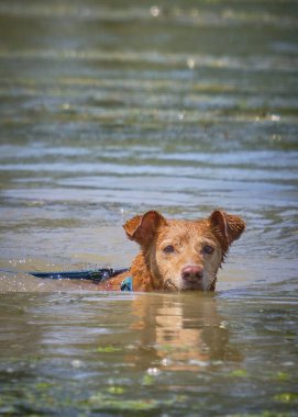 Kumsalda köpeği olan bir köpek