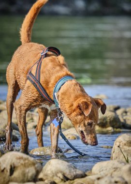 Şirin köpek suda oynuyor.