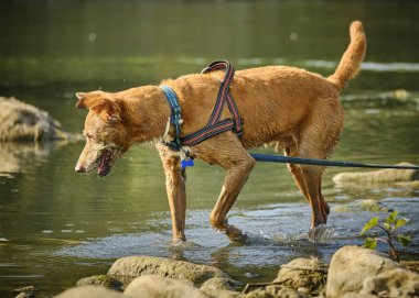 Göl kenarında yürüyüşe çıkmış bir köpek.