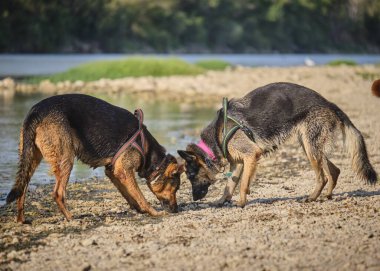 Köpekler gölde oynuyor.