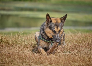 Ormanda Alman çoban köpeği