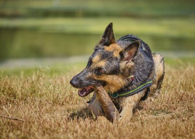 Köpek oyuncakla oynuyor.