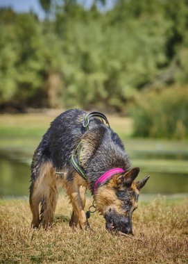 Bir Alman çoban köpeği çayırda yürüyor.