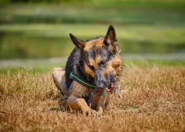 Alman çoban köpeği gölde oynuyor..