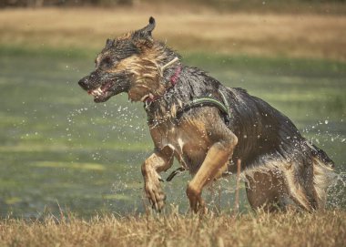 Tarlada koşan Amerikan çoban köpeği.