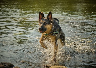 Nehirdeki suda siyah beyaz bir köpeğin portresi.
