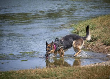 Köpek suyla oynuyor.