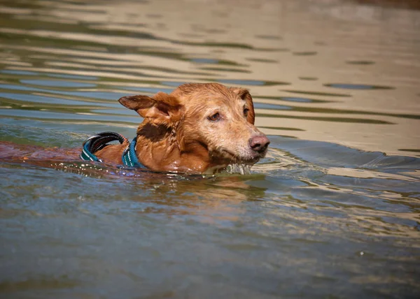 Golden Retriever suda yüzüyor.
