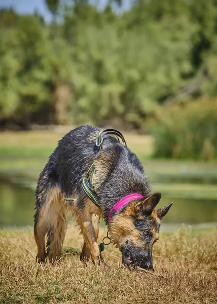 Bir Alman çoban köpeği çayırda yürüyor.