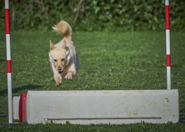 Çevik sınır köpeği