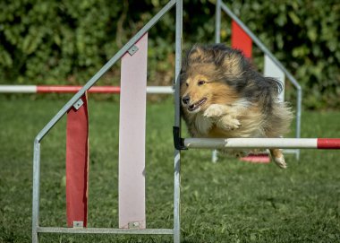 Çeviklikte köpek çevikliği. çeviklik.