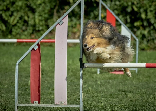 Çeviklikte köpek çevikliği. çeviklik.