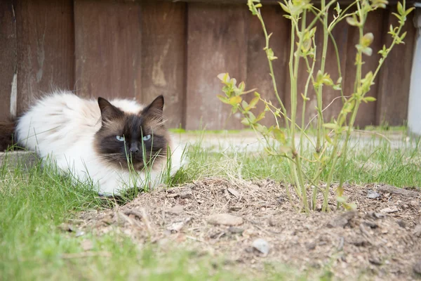 Ontspannen kat in een gras — Stockfoto