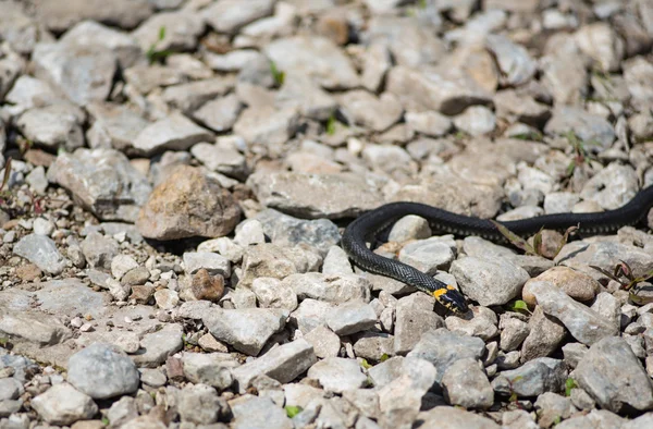 Grass snake lays on the rocks — Stock Photo, Image