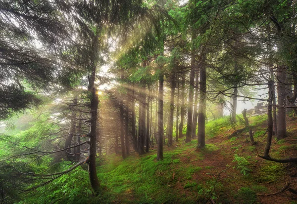 A luz da manhã cai numa estrada florestal. Cárpatos, Ucrânia Fotos De Bancos De Imagens