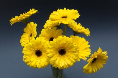 koyu mavi zemin üzerine sarı gerbera