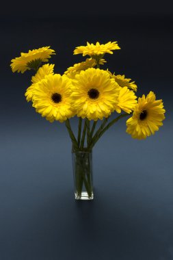 koyu mavi zemin üzerine sarı gerbera