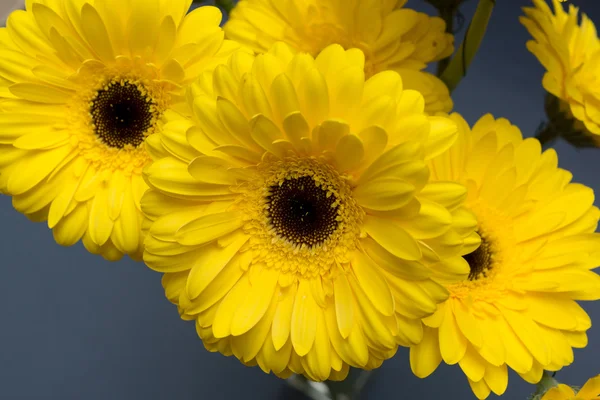 Gerbera amarelo em um fundo azul escuro — Fotografia de Stock