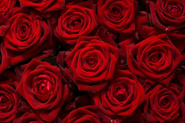 Background of roses — Stock Photo, Image