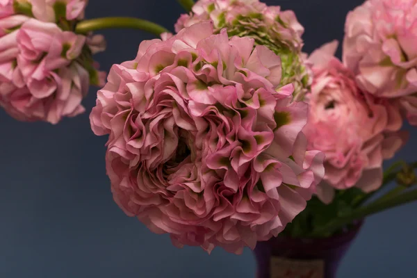 Ranunkulyus flor de color rosa sobre un fondo azul oscuro —  Fotos de Stock