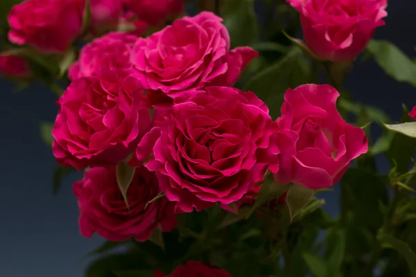 Boeket rozen op een donker blauwe achtergrond gefotografeerd in de studio — Stockfoto