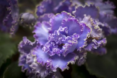 sığ bir alan derinliği ile menekşeler çiçek fotoğrafı