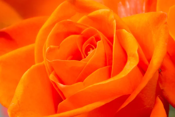 Flower head rose photographed in close-up — Stock Photo, Image