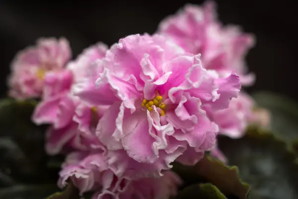 Цветы фиалки сфотографированы с неглубокой глубиной резкости — стоковое фото