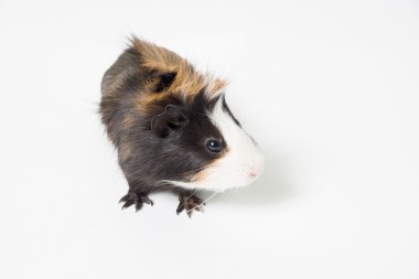 Beyaz arka planda bir kobay