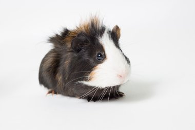 Beyaz arka planda bir kobay