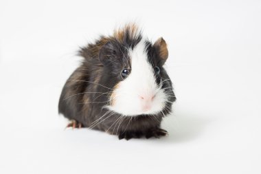 Beyaz arka planda bir kobay