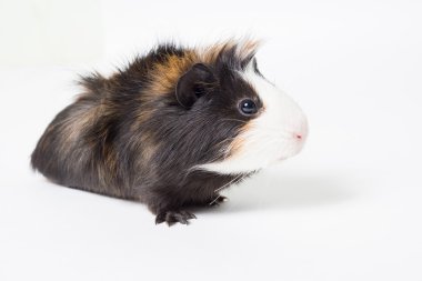 Beyaz arka planda bir kobay