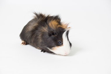 Beyaz arka planda bir kobay