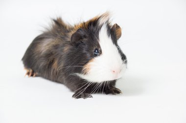 Beyaz arka planda bir kobay