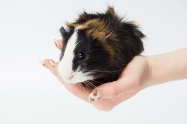 eskiden şiling şimdi domuz insan eli beyaz bir arka plan üzerinde oturan