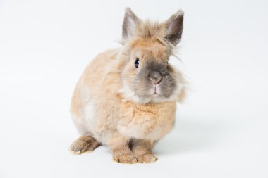 Hafif bir arka plan üzerinde kırmızı dekoratif tavşan