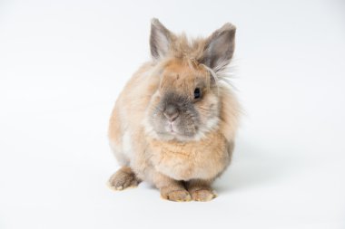 Hafif bir arka plan üzerinde kırmızı dekoratif tavşan