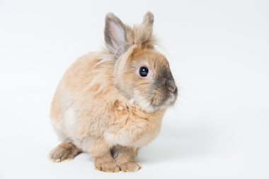 Hafif bir arka plan üzerinde kırmızı dekoratif tavşan