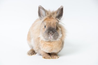 Hafif bir arka plan üzerinde kırmızı dekoratif tavşan