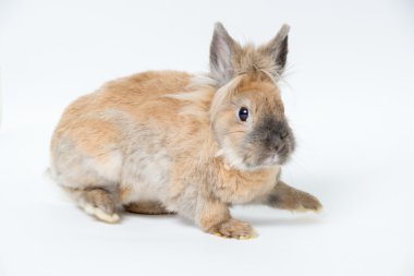 Hafif bir arka plan üzerinde kırmızı dekoratif tavşan