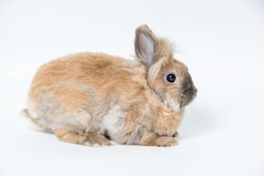 Hafif bir arka plan üzerinde kırmızı dekoratif tavşan