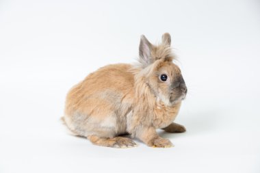 Hafif bir arka plan üzerinde kırmızı dekoratif tavşan