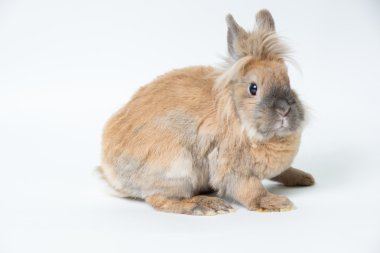 Hafif bir arka plan üzerinde kırmızı dekoratif tavşan