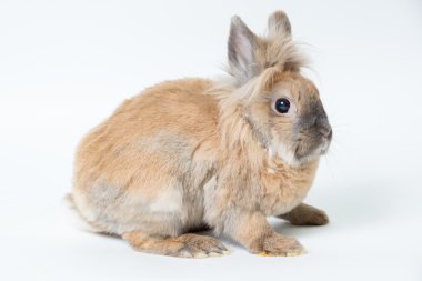 Hafif bir arka plan üzerinde kırmızı dekoratif tavşan