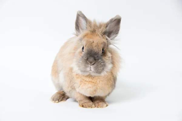 浅色背景装饰红兔 — 图库照片