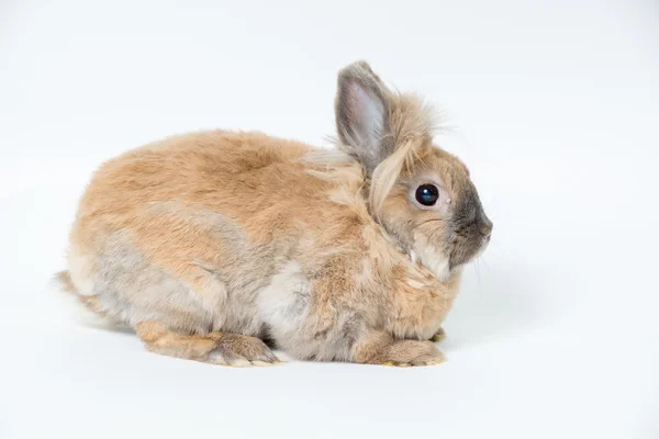 Dekorative rote Kaninchen auf hellem Hintergrund — Stockfoto