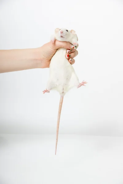 Декоративная крыса в руке — стоковое фото