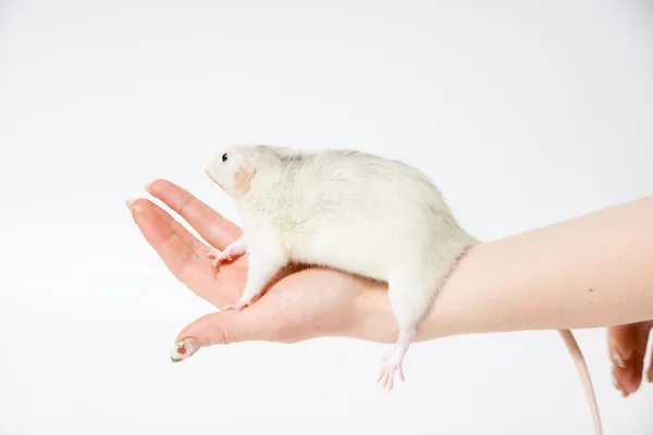 Rato decorativo na mão — Fotografia de Stock